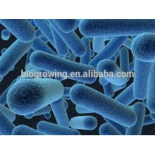 Lactobacillus gasseri